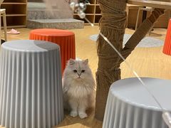 -米乐乖乖猫咪咖啡馆·猫咖(深圳湾后海汇店)