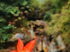 -鹿院坪生态旅游景区