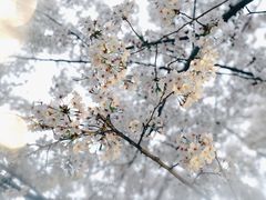 -顾村公园
