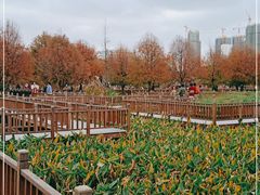 -五缘湾湿地公园