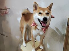 -柴迷FANS CLUB·柴犬狗咖·猫咖