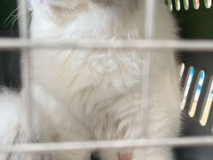 -瑞鹏宠物医院·骨科·猫科·内科(第一中心)
