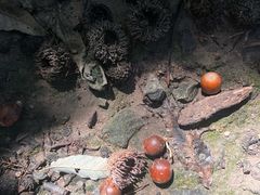 -北京鹫峰国家森林公园
