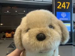 -郑州新郑国际机场-T2航站楼