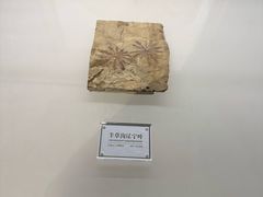 -辽宁古生物博物馆