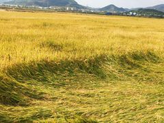 -卓兰芳烈士纪念馆