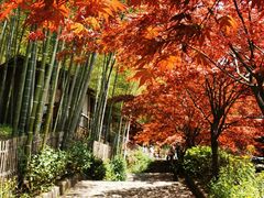-宁波浙东大竹海景区