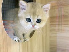-猫十亿·布偶金渐层·曼基康矮脚猫舍(青年路店)