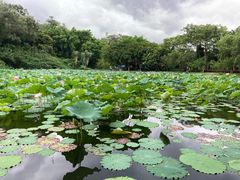 -云溪植物园