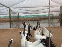 -盐城丹顶鹤湿地生态旅游区