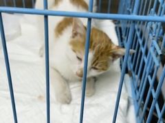 -爱侣宠医·鹦鹉专科·小型哺乳类·异宠专科(灵石路店)