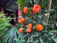-钦善斋(武侯祠店)