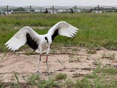 -盐城丹顶鹤湿地生态旅游区