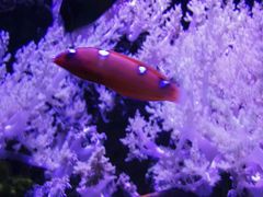 -西雅图水族馆