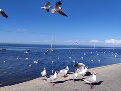 -青海湖国家重点风景名胜区