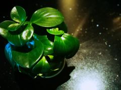 -绿茵阁牛扒餐厅(客村店)