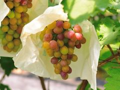 -马陆小张葡萄园农家乐