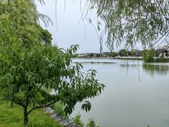 -八大山人梅湖景区