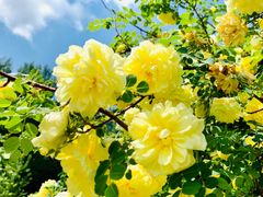 -长春公园(普阳街道)