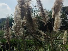 -桤木河湿地公园