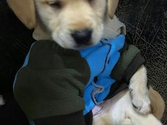 -严国平动物医院(德政总院)