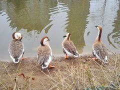 -长白岛森林公园