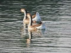 -吴淞炮台湾湿地森林公园烧烤区