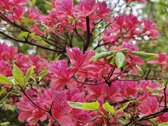 -栾川竹海野生动物园