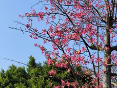 -顺峰山公园