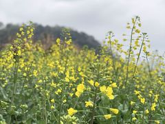 -桑洲油菜花景区
