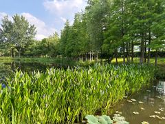 -金银湖国家城市湿地公园