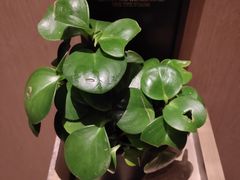 -上海佘山世茂艾美酒店