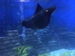 -烟台海昌鲸鲨海洋公园