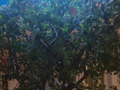-悦海·家宴·冰花皮皮虾大锅贴(宝龙店)