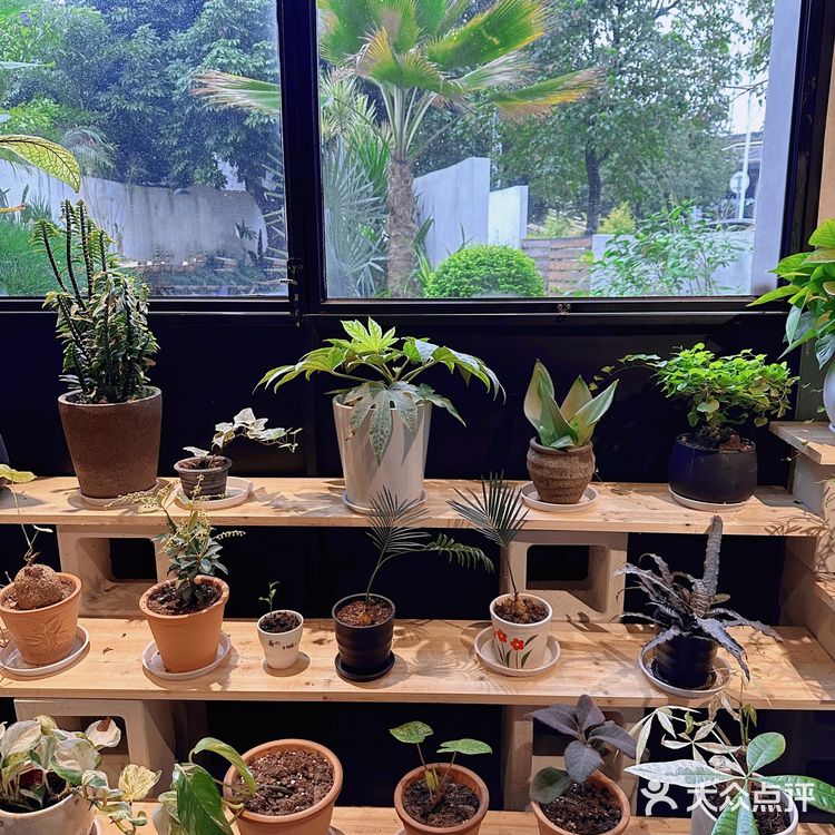 在室内大树旁边喝咖啡☕～自带热带花园的veins绿植咖啡店