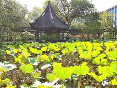 -上海醉白池公园