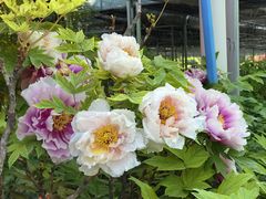 -洛阳市隋唐城遗址植物园