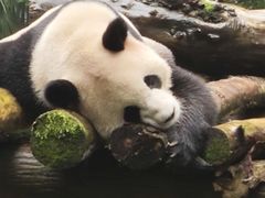 -都江堰中华大熊猫苑