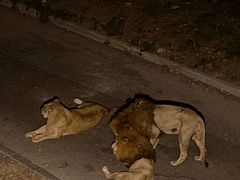 -大连森林动物园