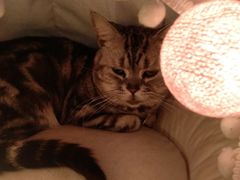 妹妹-有猫主题·治愈系猫咖(曾厝垵店)