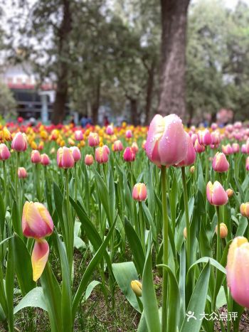 你好啊春天，你好啊郁金香