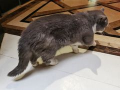 -猫色咖啡·猫咖