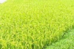 -大唐朝汽车租赁有限公司