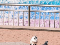 -朝阳公园