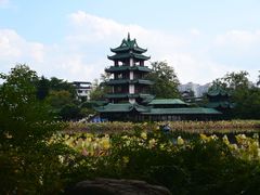 -桂湖森林公园