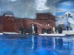 -海合安成都极地海洋公园