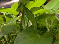 -红柳枝滩羊烧烤·非遗