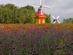 -北纬44度·金珠花海休闲农业旅游景区