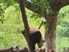 -都江堰中华大熊猫苑
