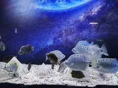 -芜湖新华联大白鲸海洋公园